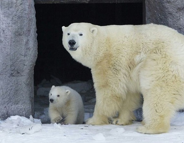 Зоопарк Удмуртии предлагает выбрать имя для недавно родившейся медведицы