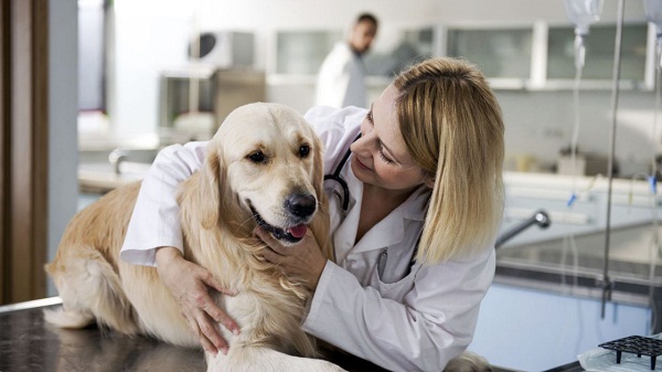 Доказано, что собаки могут выявить рак у человека