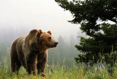 Медведь решил сходить в армейскую столовую на Камчатке