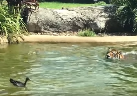В австралийском зоопарке утка "затроллила" тигра