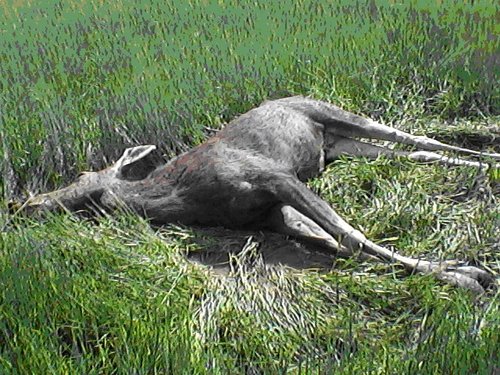 Бешеный лось загнал жителя Вавожского района на дерево, а потом скинул на землю