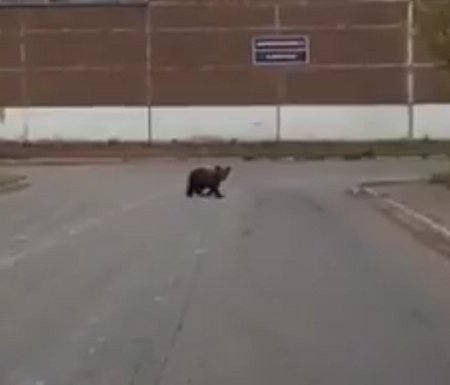 По Ижевску разгуливает медвежонок