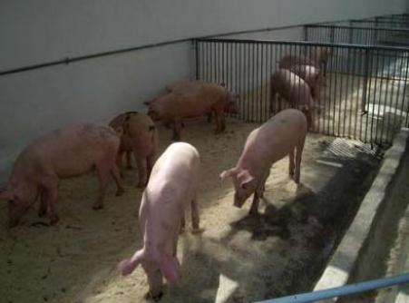 Свинарник откроют в исправительной колонии в Удмуртии