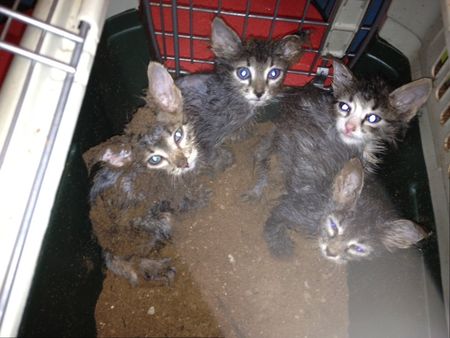 Полиция: коробок с обезглавленными котятами в Ижевске не находили