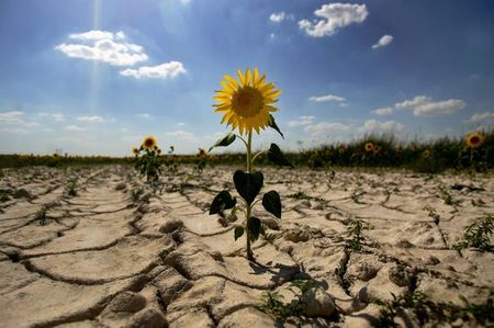Засуха в 2012 году в  Удмуртии может привести к потере части урожая