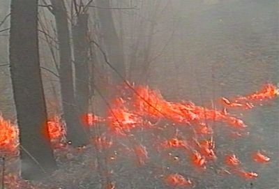 Малыми жертвами: в Удмуртии ликвидировали 10 новых лесных пожаров