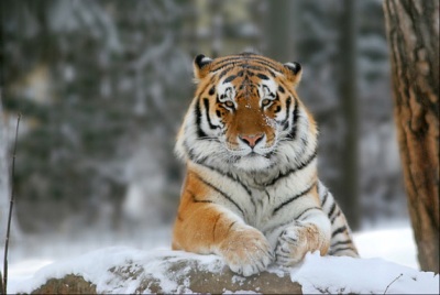 Коробку с тигром обнаружили на московском пустыре