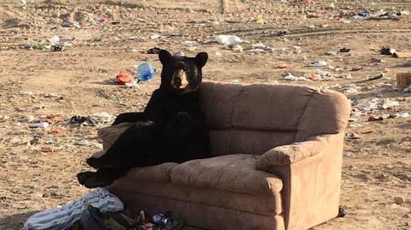 Жительница Канады сфотографировала дикого медведя, развалившегося на диване