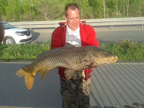 Карп весом более 20 фунтов, живший в Ижевском пруду, стал добычей местного рыбака