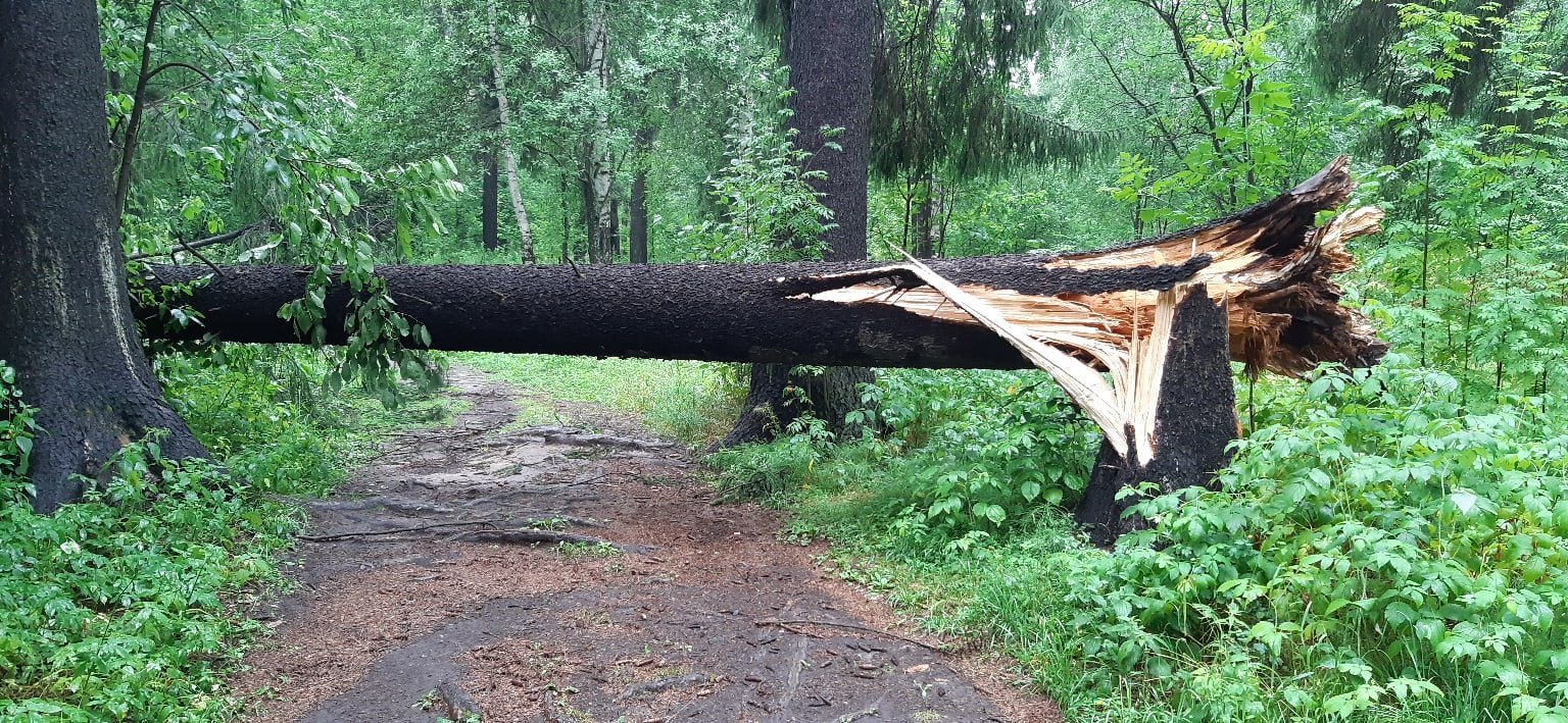 Мужчина незаконно вырубил леса на 430 тысяч рублей
