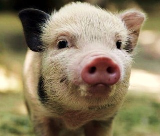 Свиньи в Китае создали пробку на дороге