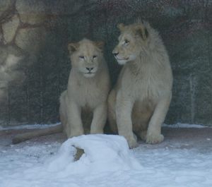 Уникальная пара белых львов впервые появилась в зоопарке Удмуртии
