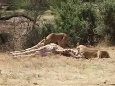 Детеныша жирафа скормили льву в Калининградском зоопарке на глазах посетителей