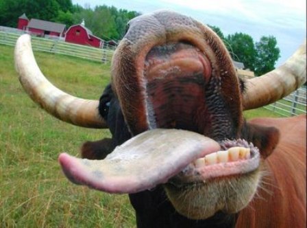 Две коровы заболели бешенством в Красногорском районе