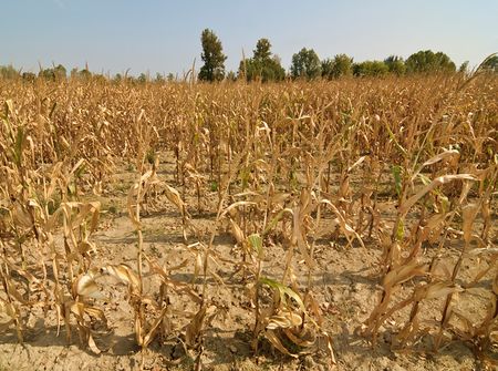 Засуха в Удмуртии сократит урожай зерновых вдвое
