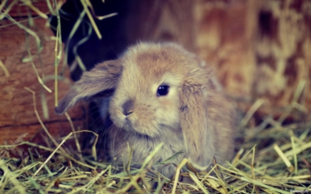 Радиоведущий в Дании убил кролика в прямом эфире
