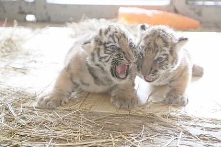 В зоопарке Ижевска родились амурские тигрята