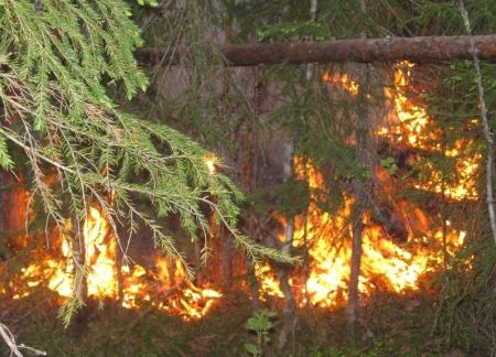5 гектаров поля сгорело в Удмуртии за сутки