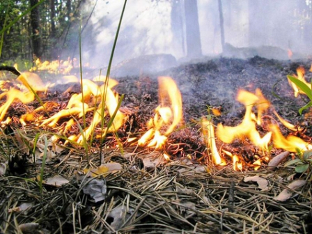 Жителям Удмуртии рекомендуют соблюдать безопасность при сжигании мусора