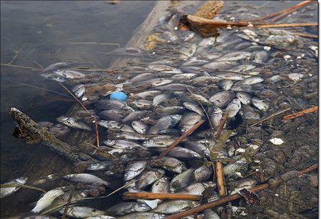 Рыба в ижевском пруду массово погибла из-за недостатка кислорода в воде