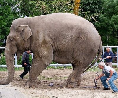 В Перми не могут поднять упавшего слона