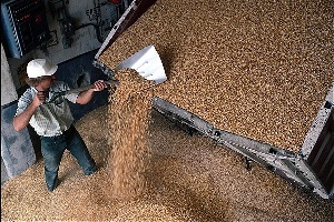 В Татарстан из Удмуртии везли 46 тонн ворованного зерна