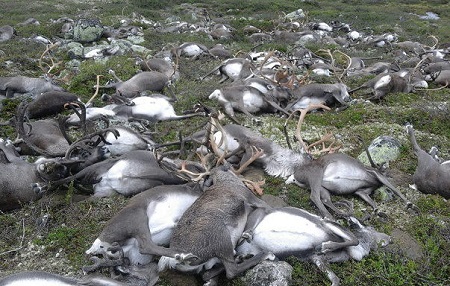 В Норвегии 323 оленя одновременно были убиты ударом молнии