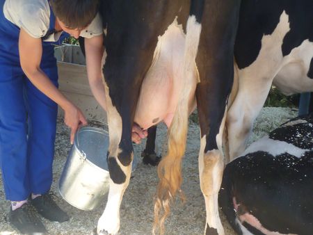 Крестьяне Удмуртии  получат субсидии на строительство молочных ферм