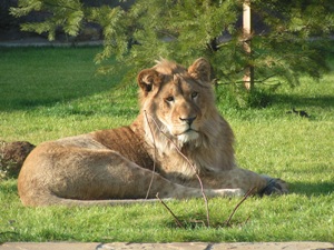 Воспитаннику ижевского зоопарка  льву Руслану на именины подарят Людмилу