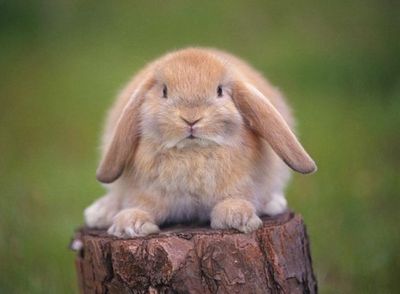 В год кролика зайцев в Удмуртии станет меньше