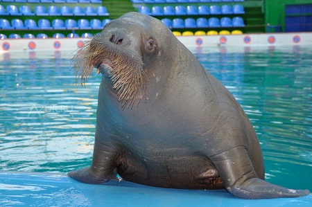 Два человека погибли по вине моржа в китайском зоопарке