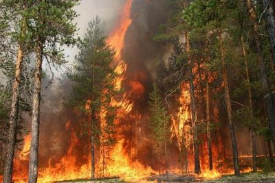 Лесные пожары, выжигающие Россию, способствуют глобальному потеплению