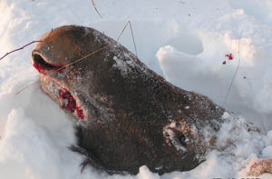 Пермские браконьеры охотились на лосей в Дебесах 