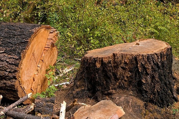 После вырубки деревьев на улице 10 лет Октября в Ижевске возбудили уголовное дело