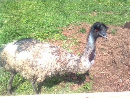 9 страусов незаконно завезли в Удмуртию 