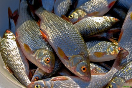 Браконьеров, незаконно выловивших 16 килограммов рыбы, задержали в Игринском районе