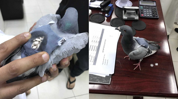 Голубь-драгдилер был задержан в Кувейте с полным рюкзаком таблеток