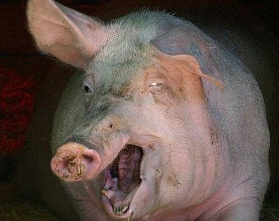 Больных свиней в Завьялово обследовали на наличие африканской чумы