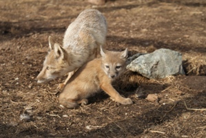 Конкурс  кличек для полевых лисичек стартовал в ижевском зоопарке