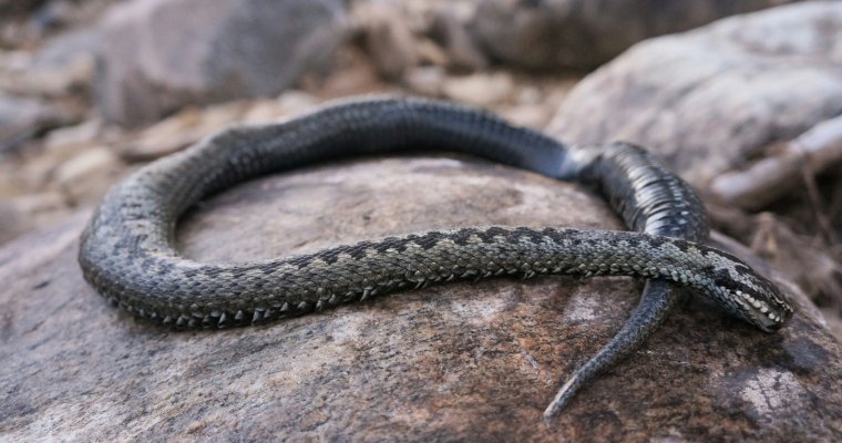 Расплодившиеся из-за дождей змеи с начала года покусали 12 человек в Удмуртии