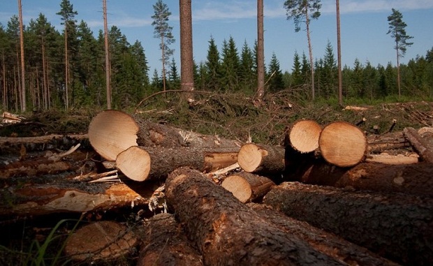 Экс-министра лесного хозяйства Удмуртии осудили за вырубку лесов