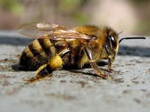 Пчелы Удмуртии подхватили смертельное заболевание