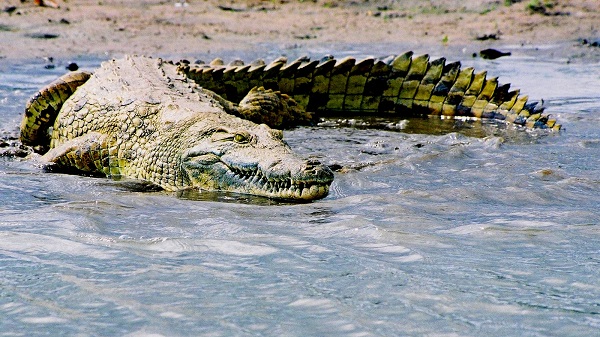 В Зимбабве пастора сожрали крокодилы, когда он ходил по воде как Иисус