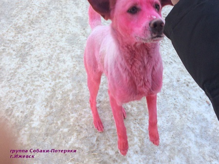 Полиция Ижевска присоединилась к поискам собаки с розовой окраской