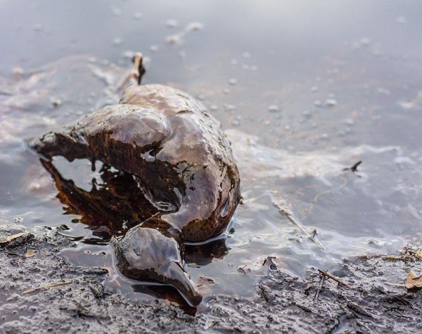 В Удмуртии прохудившаяся нефтяная скважина убила семь диких уток