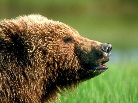 Попытку поймать медведей голыми руками снял турист в Амурской области