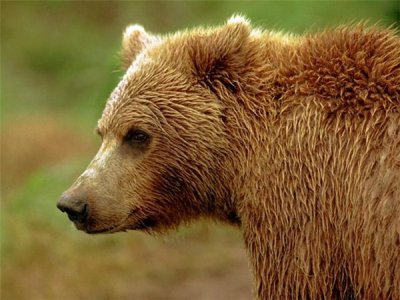 Медведь устроил путешествие по Канаде на мусоровозе