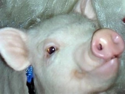 Запрет на ввоз свинины из Нижегородской области  в Удмуртии снят