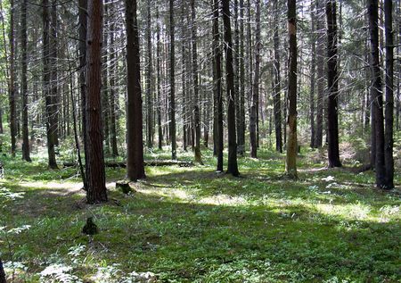 350 млн рублей потребуется на вырубку усыхающей ели в лесах Удмуртии