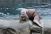 Вольеры моржей и котиков в ижевском зоопарке закроют на обработку